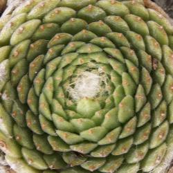 Sempervivum - Dachwurz - Hauswurz